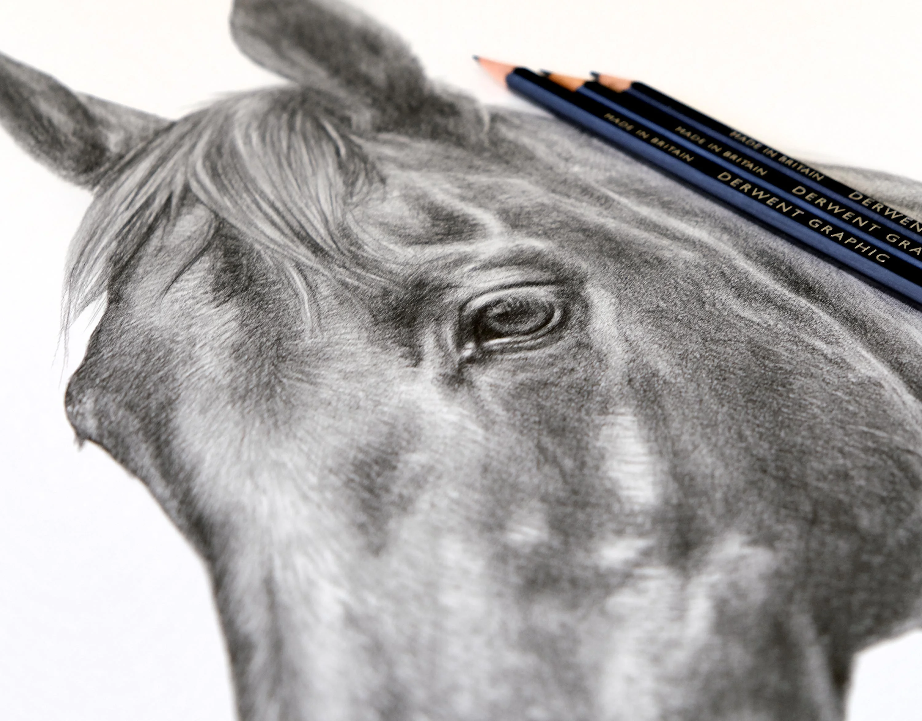 Another close-up of the horse pencil portrait of Duker, showing detail of his head.