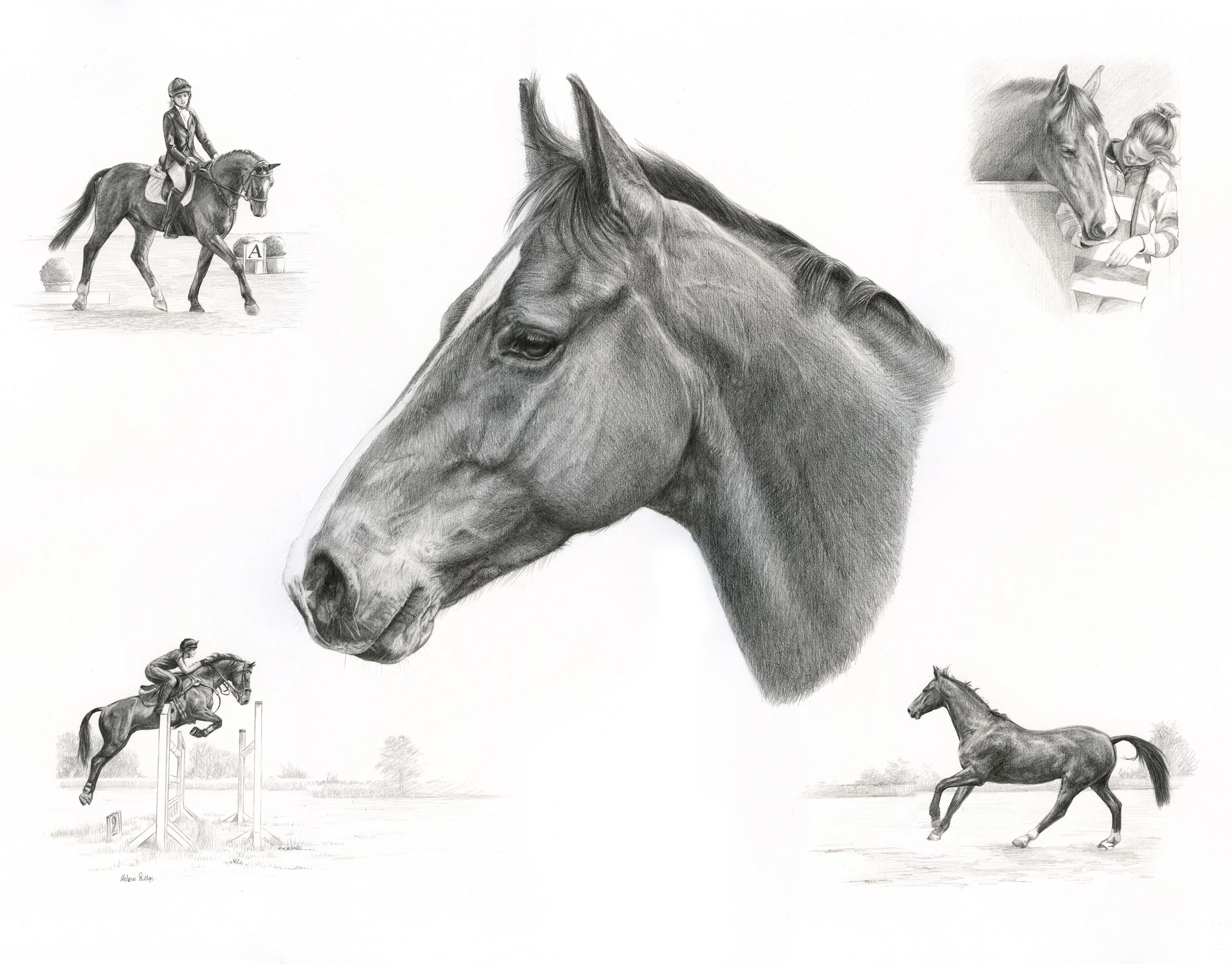 Reference photos for a horse Life Story Portrait pencil portrait of Cassanova.