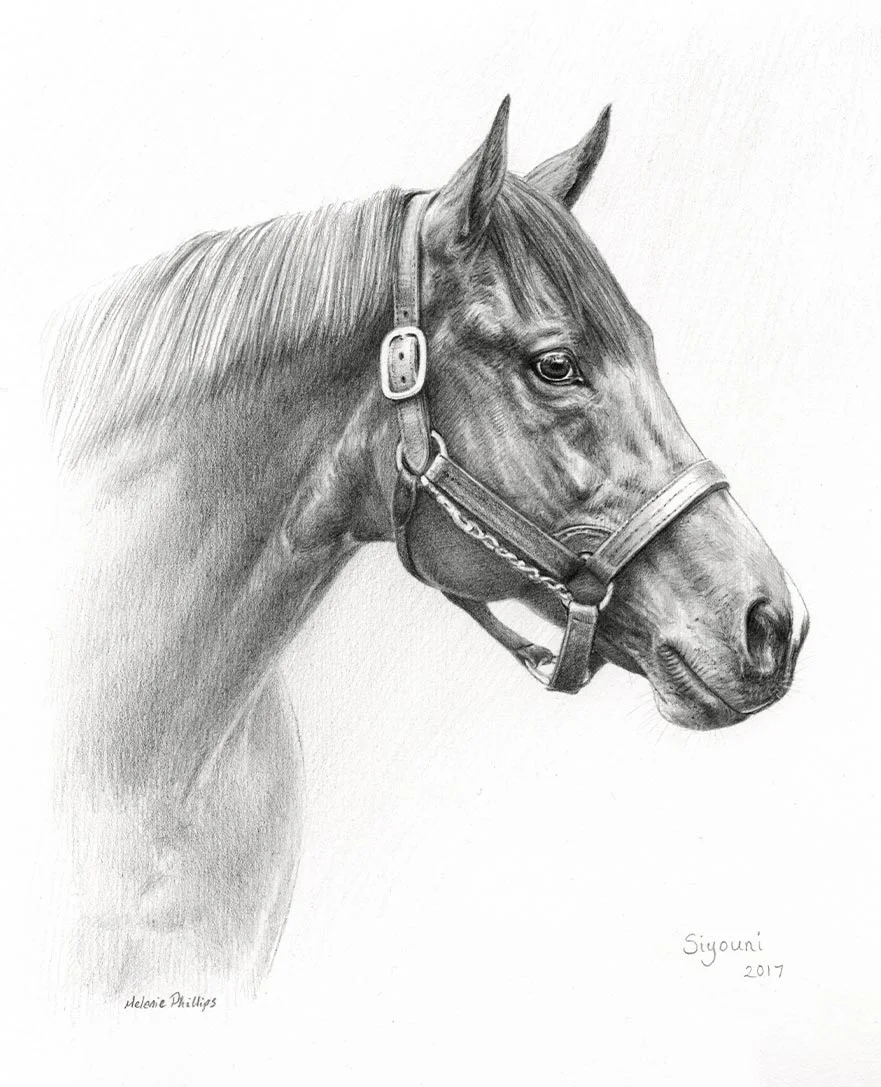Reference photo for a pencil portrait of Siyouni, a Thoroughbred stud stallion.