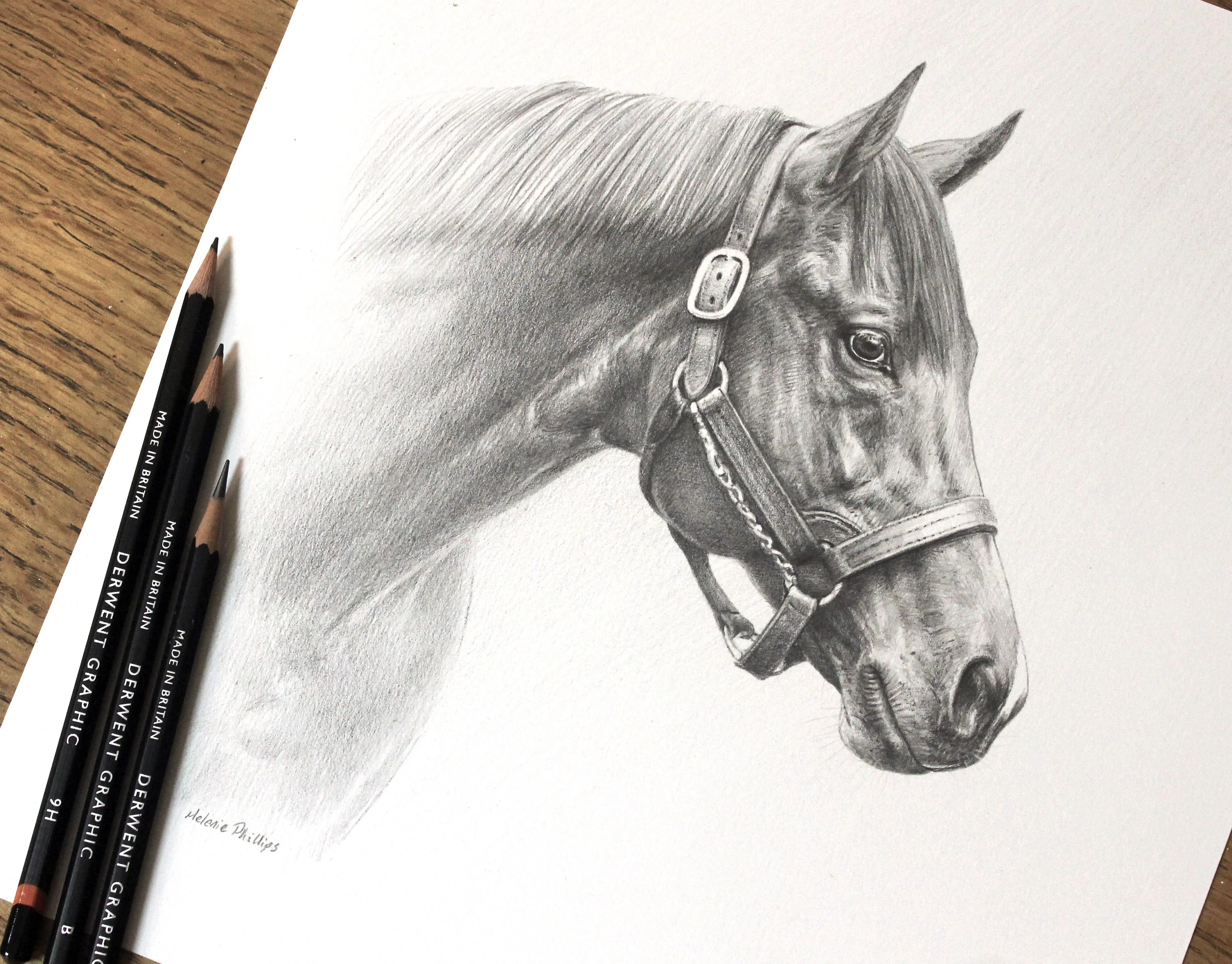 The completed pencil portrait of Siyouni, the Thoroughbred stud stallion, showing his head and regal expression.