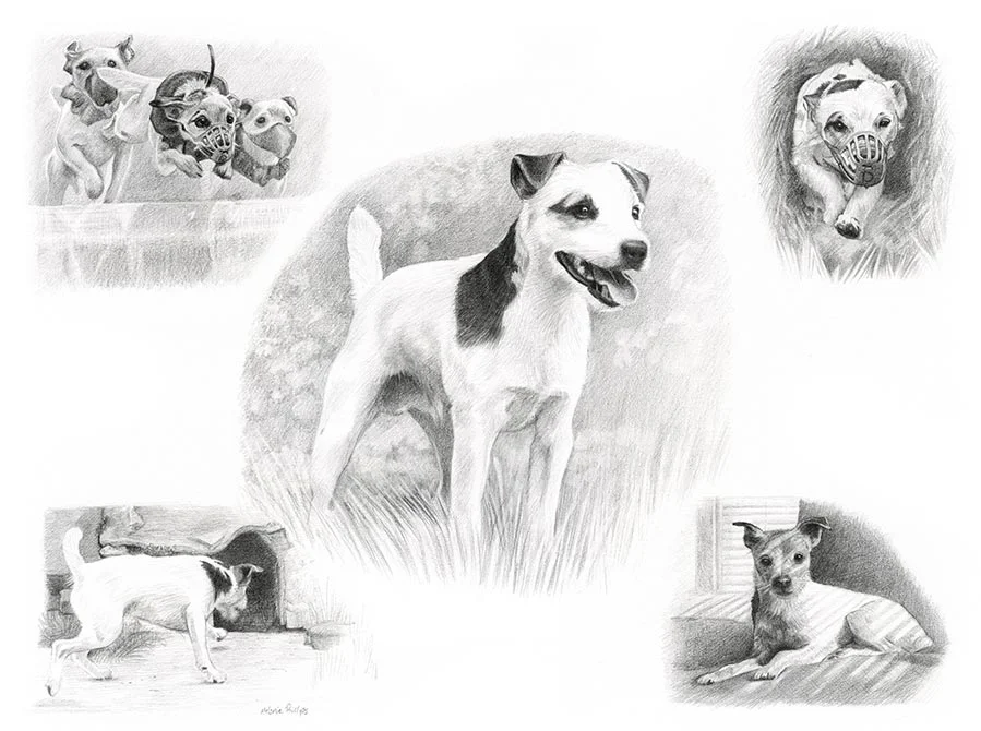 Life Story Portrait pencil portrait of Dean, a Jack Russell, showcasing his dynamic nature.