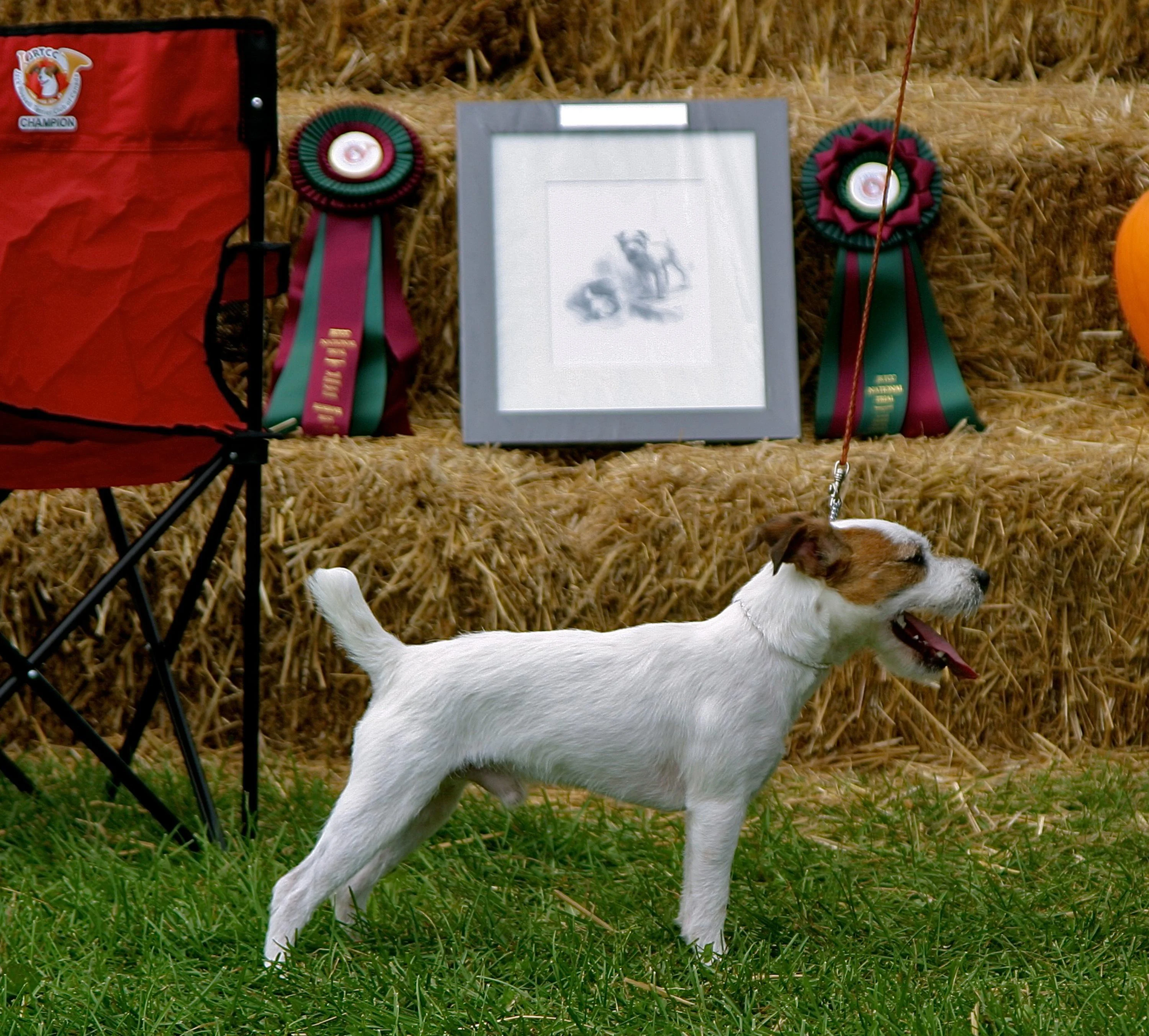 The perpetual trophy for the Canadian National Jack Russell Terrier Trial, featuring a print of Holden's portrait and an engraved plaque.
