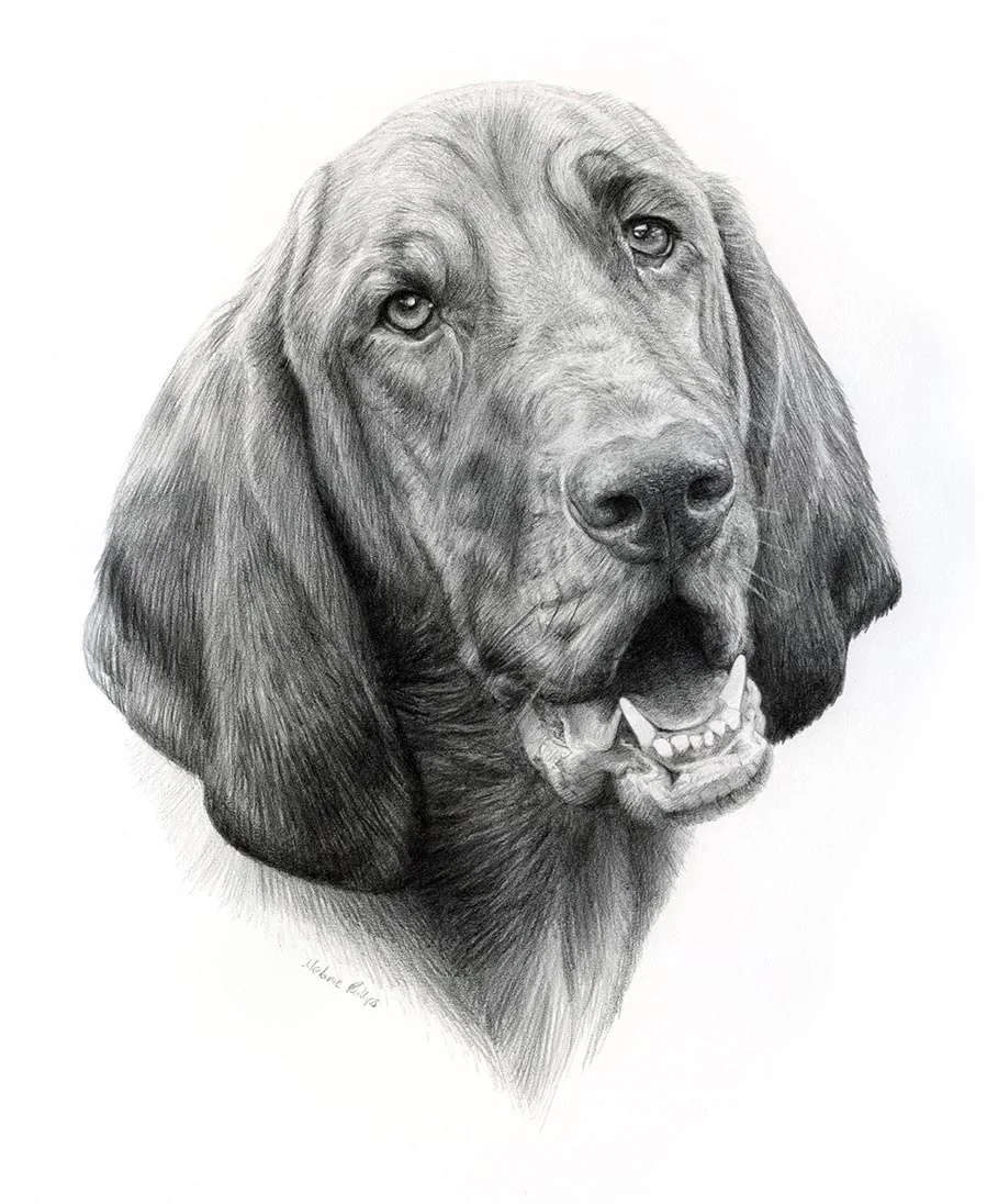 Pencil portrait of Daisy, a dog, capturing her distinctive features.
