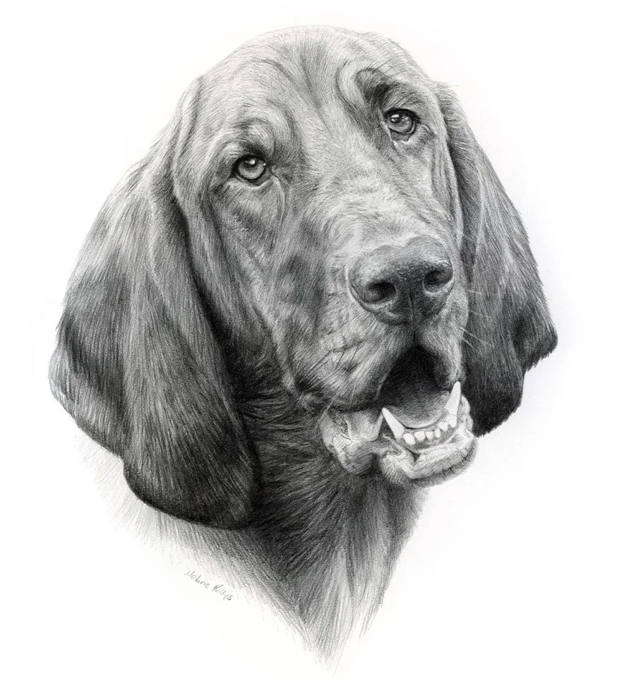 Reference photo of Daisy the Bloodhound, looking expressive and calm.