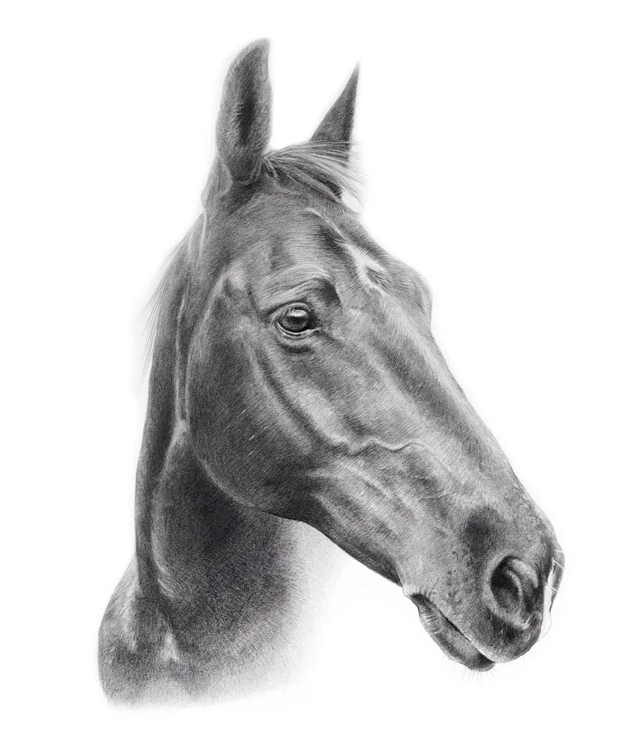 Pencil portrait of Flash, a horse, in a detailed hand-drawn style.