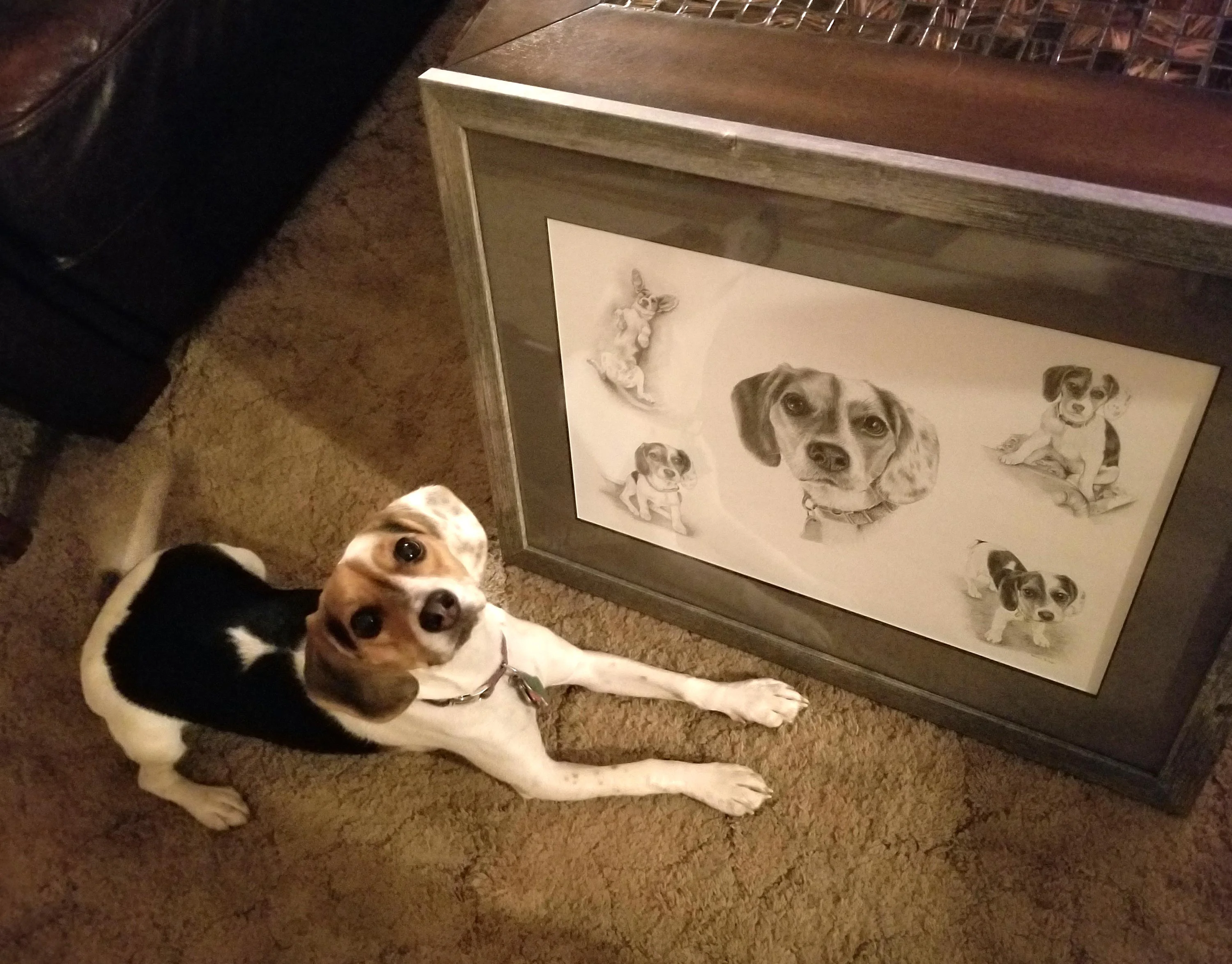 The finished pencil portrait of Vera the Beagle, framed and on display.