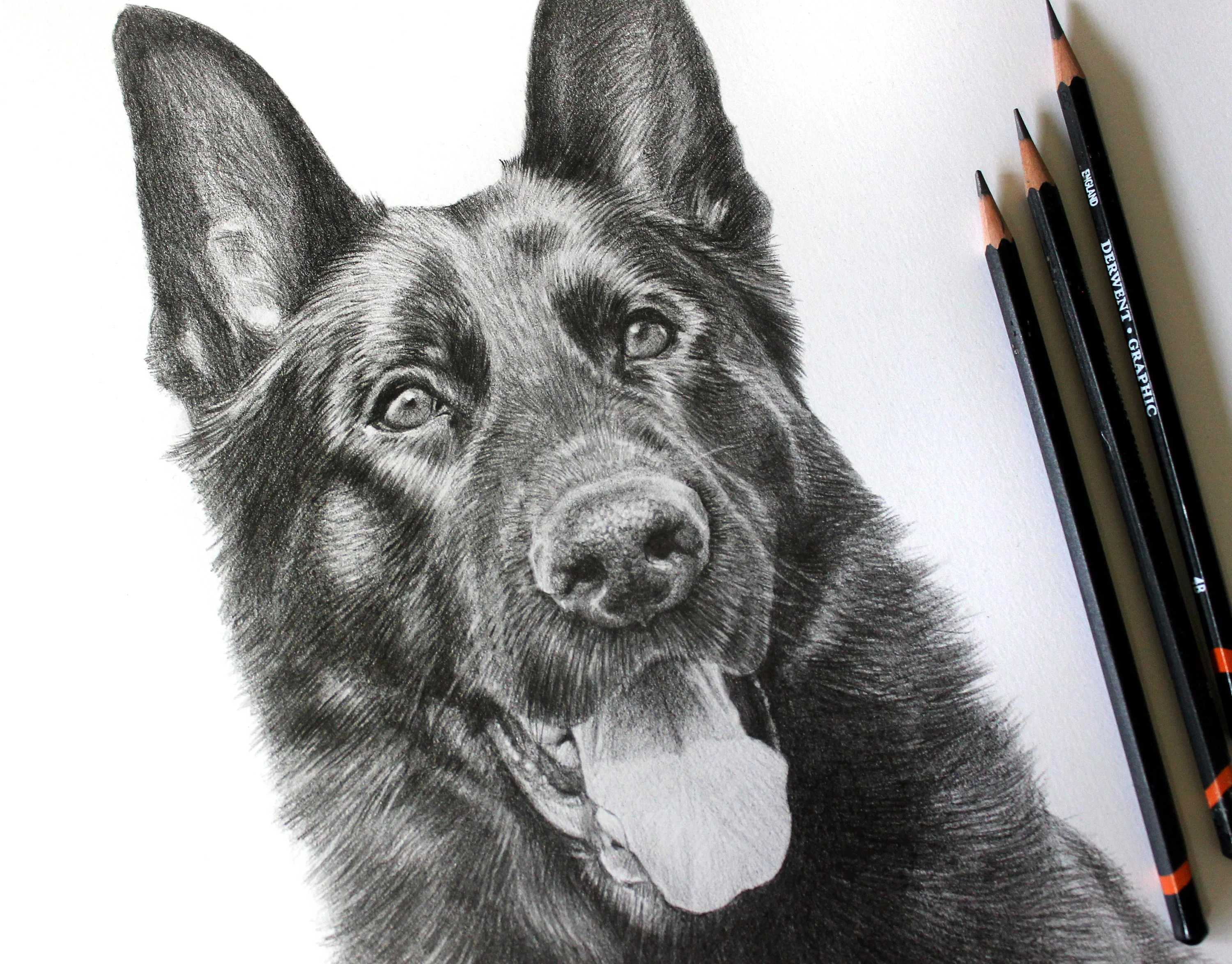 Full view of the custom pencil portrait of Django the dog.