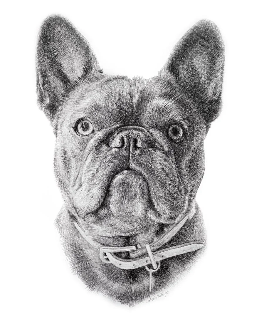 Pencil drawing of Memphis, a dog, in a traditional hand-drawn style.