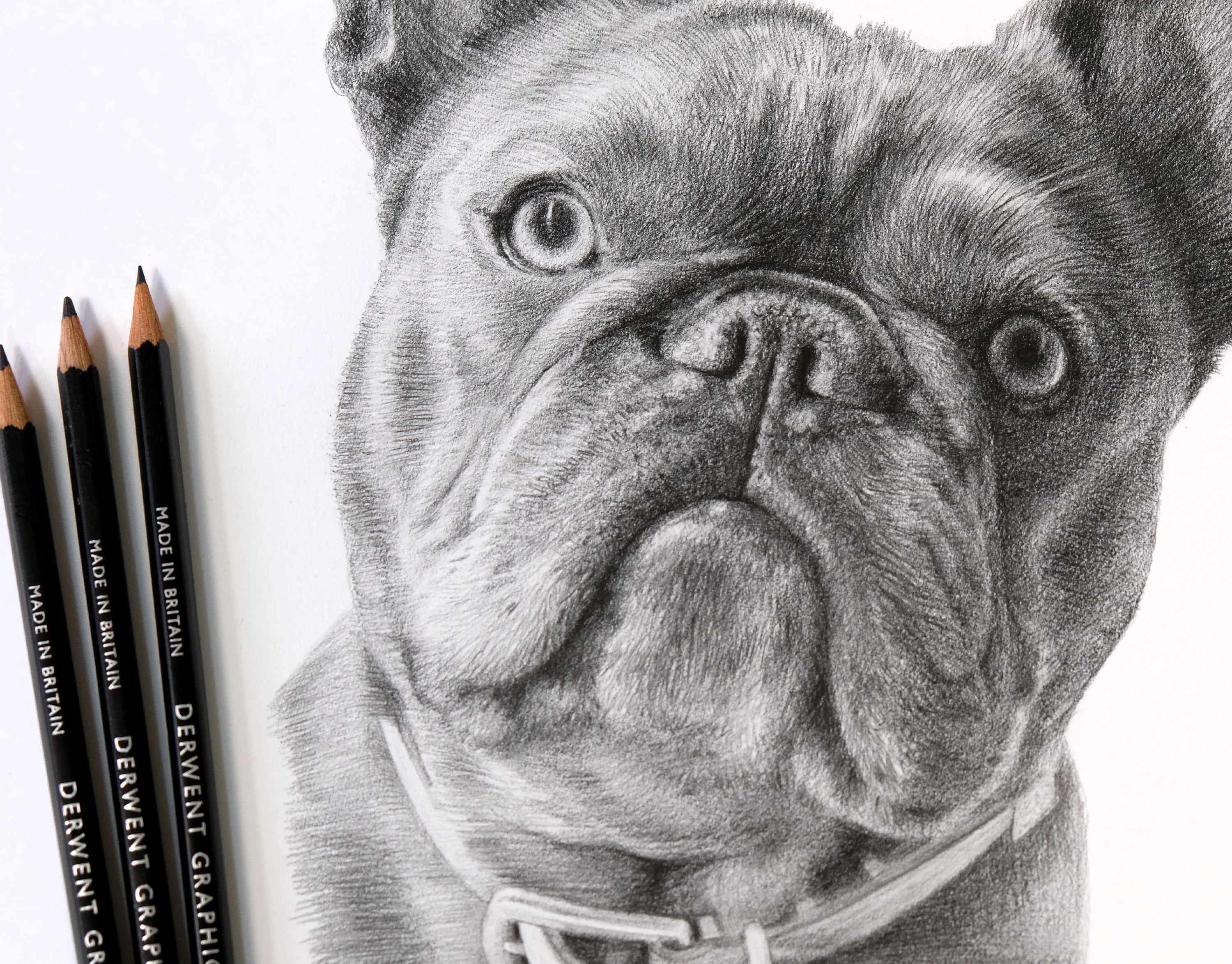 The finished pencil portrait of Memphis the French Bulldog, beautifully framed.