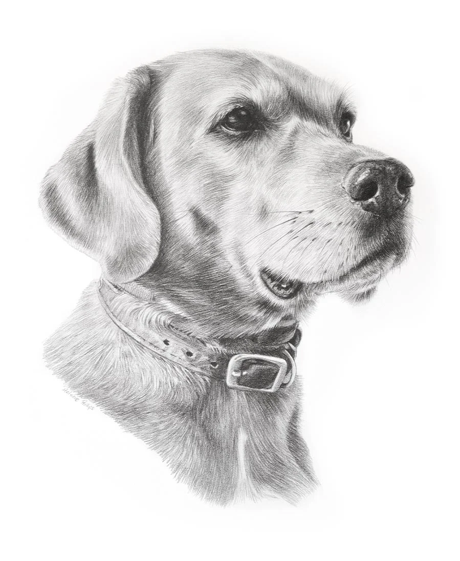 Pencil portrait of Rusty, a Rhodesian Ridgeback, capturing his noble and strong presence.