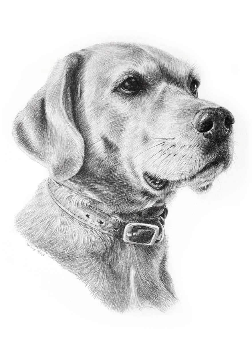 Reference photo of Rusty, a Rhodesian Ridgeback, showing his thoughtful expression.