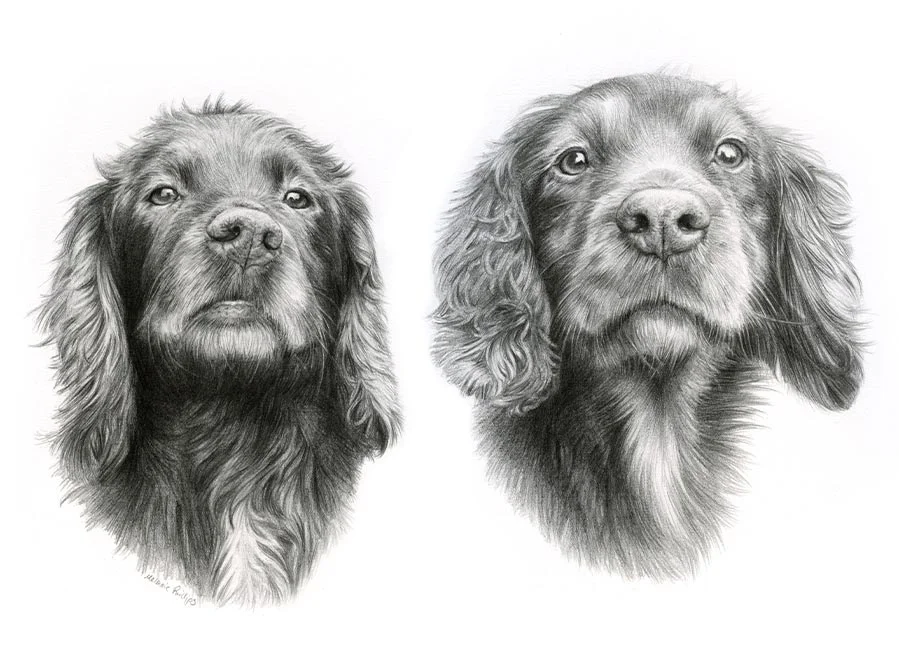 Pencil portrait of Jenny and Fern, two Spaniels, combined in one detailed drawing.