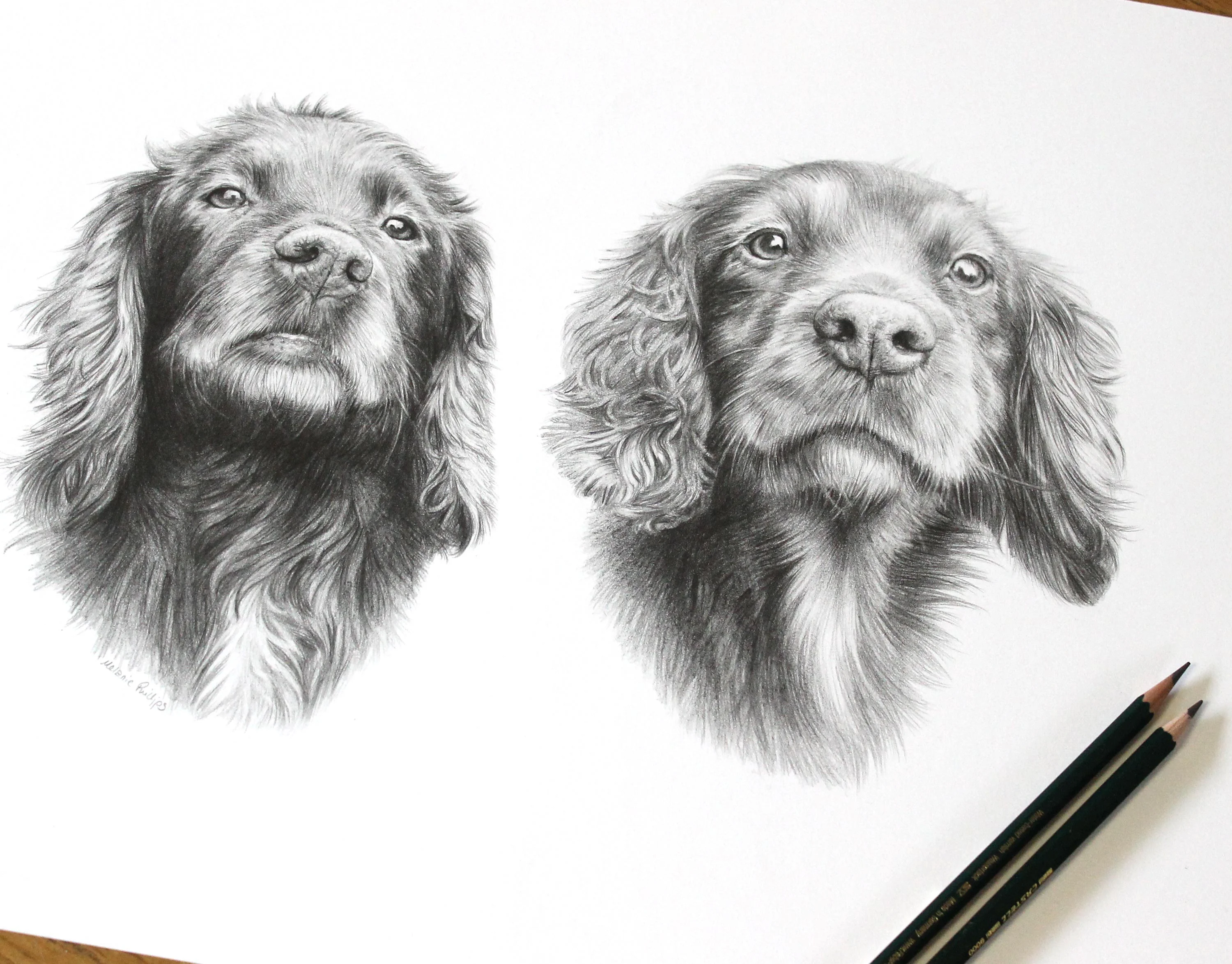 The finished pencil portrait of Jenny and Fern, two Cocker Spaniels, looking alert.