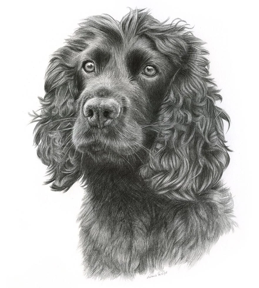 Reference photo of Brodie, a Spaniel, taken outdoors in a bright field.