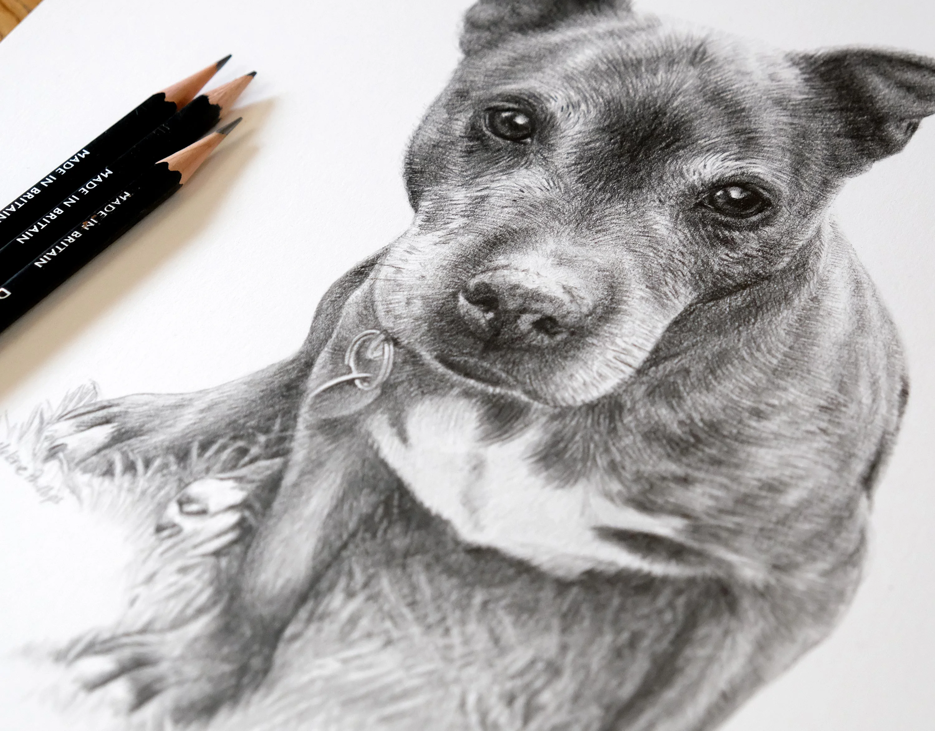 A close-up of the finished pencil portrait of Stormy the Staffy, showing detailed fur and eyes.