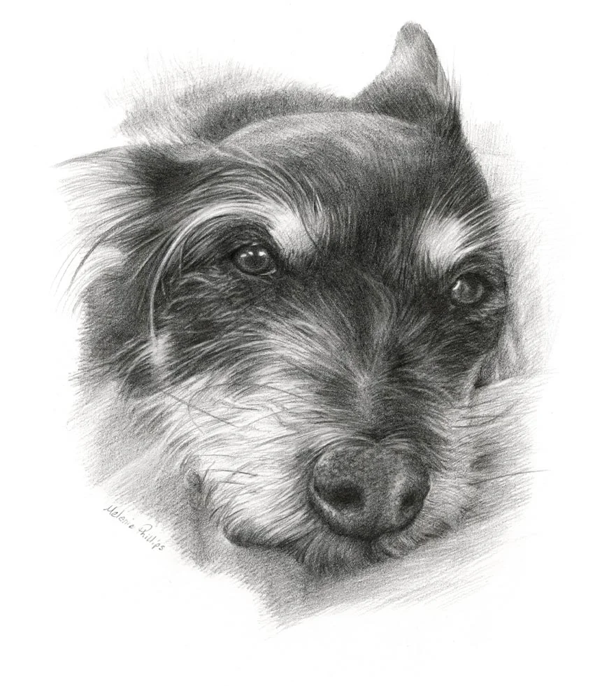 Reference photo of Biscuit, a lively Terrier, in a natural setting.