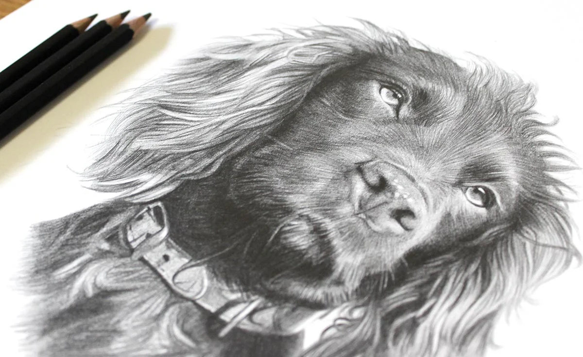 Detailed pencil drawing of a Cocker Spaniel by Melanie Phillips, focusing on facial expression.