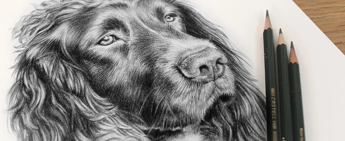 Detailed pencil portrait of a Spaniel by Melanie Phillips, showing fine fur texture.