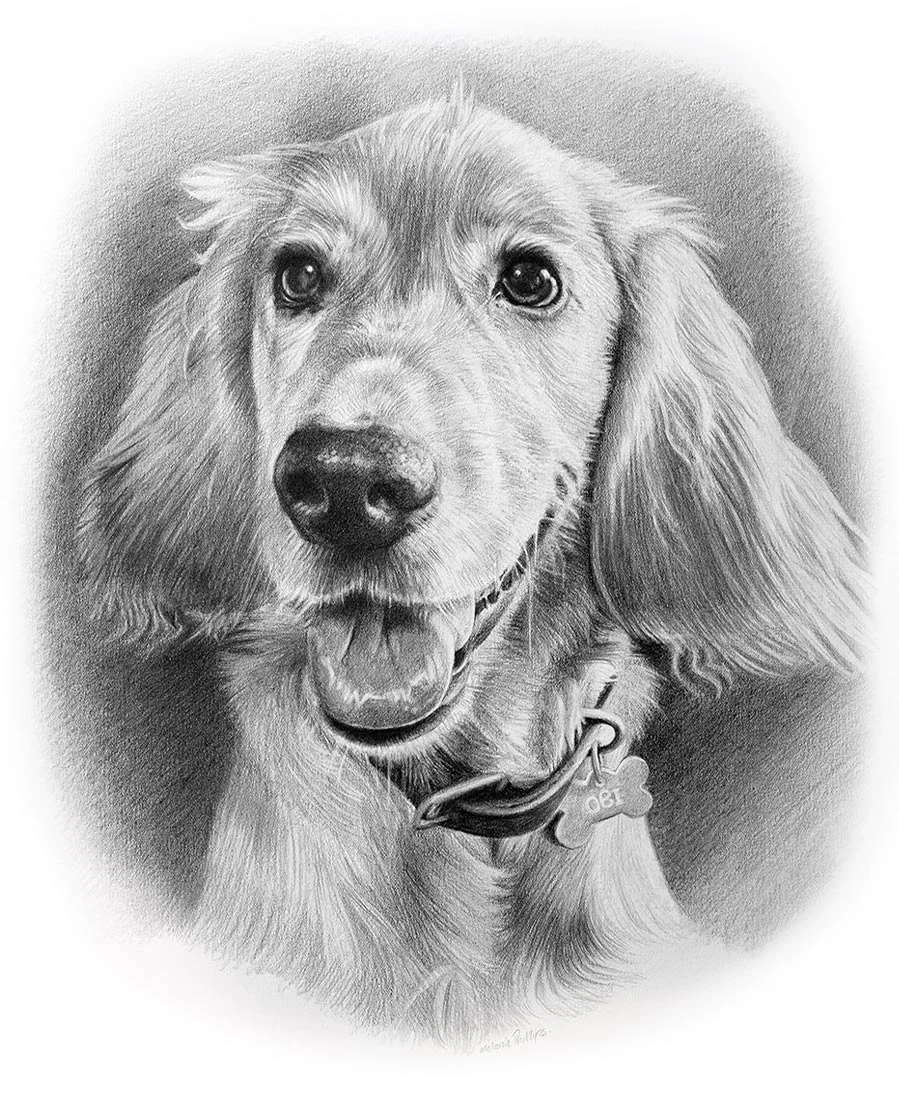 Golden Cockerpoo pencil portrait of Obi, hand-drawn in graphite by UK pet artist Melanie Phillips. The portrait captures Obi's friendly expression.