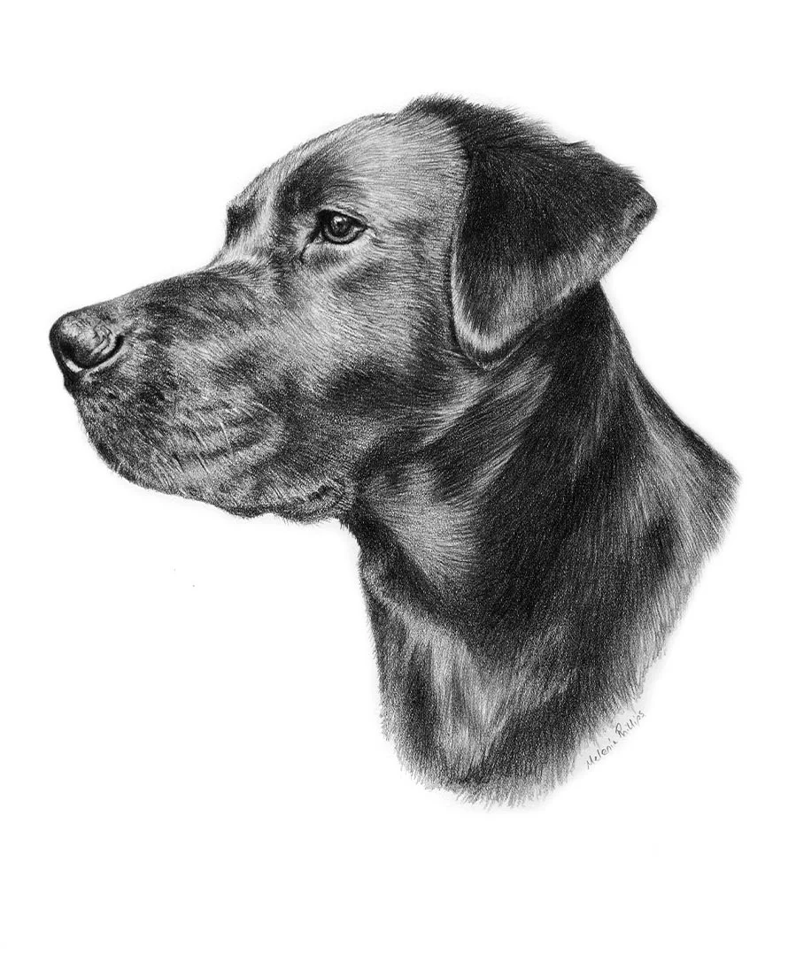Custom pencil portrait of Betty, a Black Labrador, created as a special gift, showcasing her gentle expression.