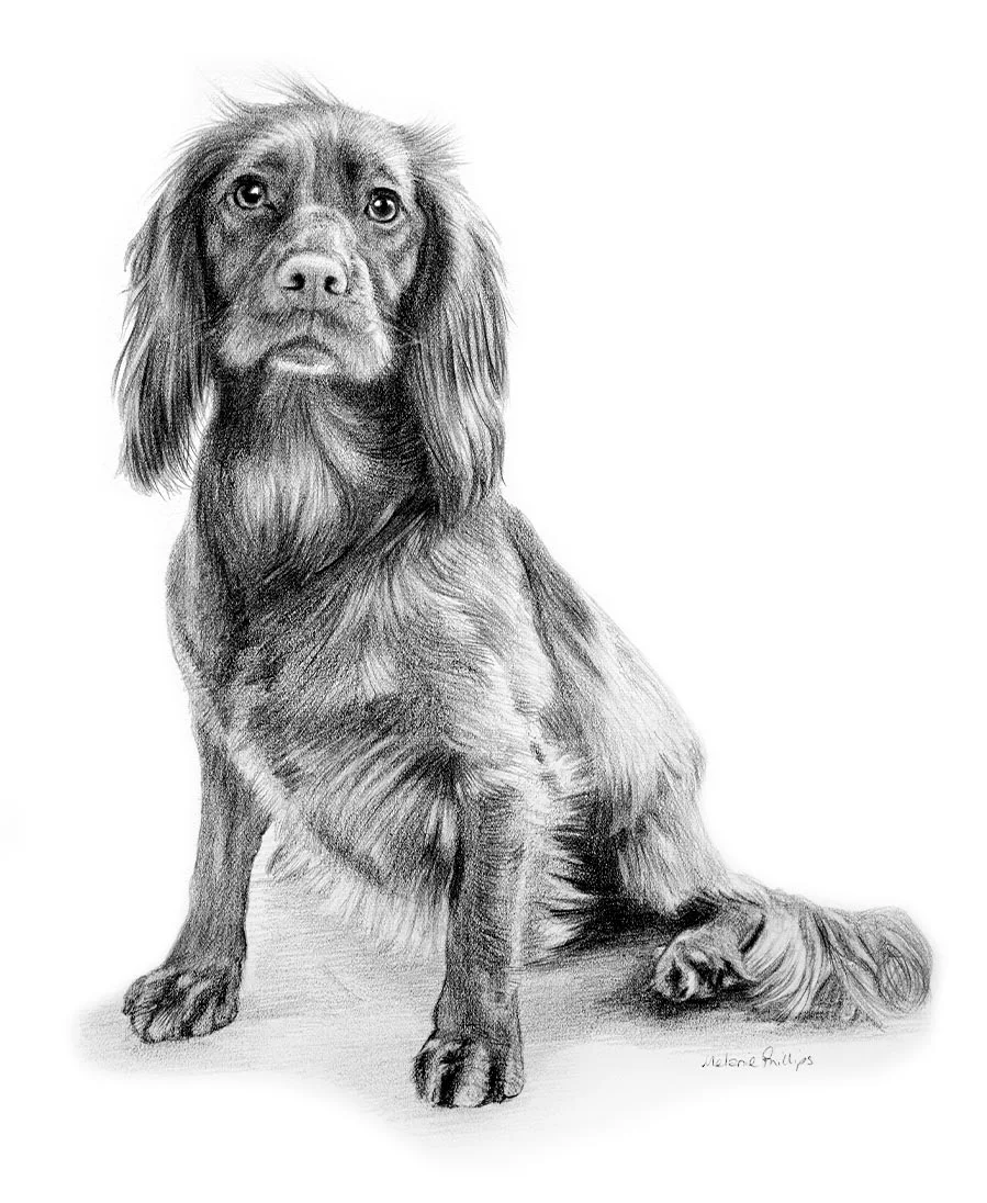 Full-body pencil portrait of Mollie the Cocker Spaniel, drawn by Melanie Phillips, showing her elegant pose.