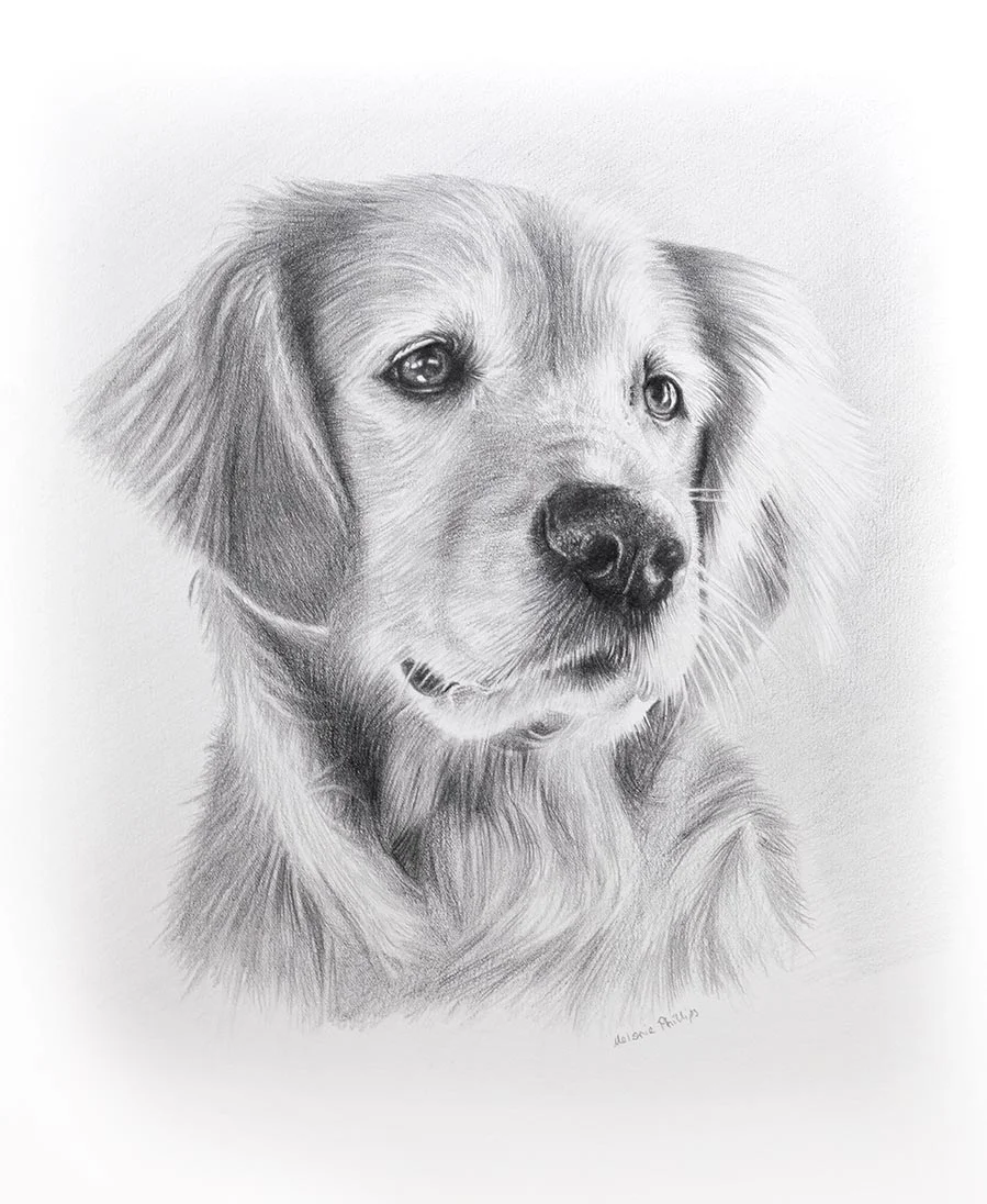 Classic pencil portrait of Sam the Golden Retriever, hand-drawn by Melanie Phillips from a favorite photo, showing his expressive eyes.